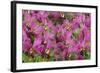 Samba Parade at Sambadrome During Carnival, Rio de Janeiro, Brazil-Keren Su-Framed Photographic Print