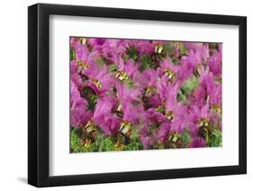 Samba Parade at Sambadrome During Carnival, Rio de Janeiro, Brazil-Keren Su-Framed Photographic Print