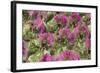 Samba Parade at Sambadrome During Carnival, Rio de Janeiro, Brazil-Keren Su-Framed Photographic Print