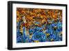 Samba Parade at the Carnival in Rio De Janeiro, Brazil, South America-Michael Runkel-Framed Photographic Print