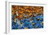 Samba Parade at the Carnival in Rio De Janeiro, Brazil, South America-Michael Runkel-Framed Photographic Print