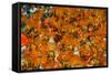 Samba Parade at the Carnival in Rio De Janeiro, Brazil, South America-Michael Runkel-Framed Stretched Canvas