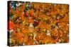 Samba Parade at the Carnival in Rio De Janeiro, Brazil, South America-Michael Runkel-Stretched Canvas