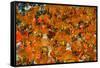 Samba Parade at the Carnival in Rio De Janeiro, Brazil, South America-Michael Runkel-Framed Stretched Canvas