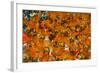 Samba Parade at the Carnival in Rio De Janeiro, Brazil, South America-Michael Runkel-Framed Photographic Print