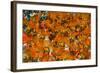 Samba Parade at the Carnival in Rio De Janeiro, Brazil, South America-Michael Runkel-Framed Photographic Print