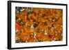 Samba Parade at the Carnival in Rio De Janeiro, Brazil, South America-Michael Runkel-Framed Photographic Print