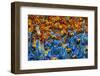 Samba Parade at the Carnival in Rio De Janeiro, Brazil, South America-Michael Runkel-Framed Photographic Print