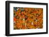 Samba Parade at the Carnival in Rio De Janeiro, Brazil, South America-Michael Runkel-Framed Photographic Print