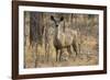 sambar deer (Rusa unicolor), Bandhavgarh National Park, Madhya Pradesh, India, Asia-Sergio Pitamitz-Framed Photographic Print