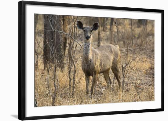 sambar deer (Rusa unicolor), Bandhavgarh National Park, Madhya Pradesh, India, Asia-Sergio Pitamitz-Framed Photographic Print