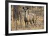 sambar deer (Rusa unicolor), Bandhavgarh National Park, Madhya Pradesh, India, Asia-Sergio Pitamitz-Framed Photographic Print