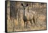 sambar deer (Rusa unicolor), Bandhavgarh National Park, Madhya Pradesh, India, Asia-Sergio Pitamitz-Framed Stretched Canvas