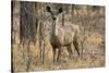 sambar deer (Rusa unicolor), Bandhavgarh National Park, Madhya Pradesh, India, Asia-Sergio Pitamitz-Stretched Canvas