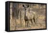 sambar deer (Rusa unicolor), Bandhavgarh National Park, Madhya Pradesh, India, Asia-Sergio Pitamitz-Framed Stretched Canvas