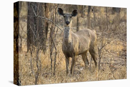 sambar deer (Rusa unicolor), Bandhavgarh National Park, Madhya Pradesh, India, Asia-Sergio Pitamitz-Stretched Canvas