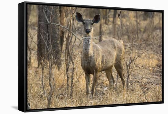 sambar deer (Rusa unicolor), Bandhavgarh National Park, Madhya Pradesh, India, Asia-Sergio Pitamitz-Framed Stretched Canvas