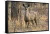 sambar deer (Rusa unicolor), Bandhavgarh National Park, Madhya Pradesh, India, Asia-Sergio Pitamitz-Framed Stretched Canvas