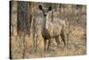 sambar deer (Rusa unicolor), Bandhavgarh National Park, Madhya Pradesh, India, Asia-Sergio Pitamitz-Stretched Canvas