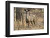 sambar deer (Rusa unicolor), Bandhavgarh National Park, Madhya Pradesh, India, Asia-Sergio Pitamitz-Framed Photographic Print