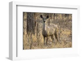 sambar deer (Rusa unicolor), Bandhavgarh National Park, Madhya Pradesh, India, Asia-Sergio Pitamitz-Framed Photographic Print