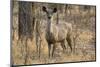 sambar deer (Rusa unicolor), Bandhavgarh National Park, Madhya Pradesh, India, Asia-Sergio Pitamitz-Mounted Photographic Print