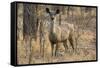 sambar deer (Rusa unicolor), Bandhavgarh National Park, Madhya Pradesh, India, Asia-Sergio Pitamitz-Framed Stretched Canvas