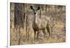 sambar deer (Rusa unicolor), Bandhavgarh National Park, Madhya Pradesh, India, Asia-Sergio Pitamitz-Framed Photographic Print