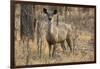 sambar deer (Rusa unicolor), Bandhavgarh National Park, Madhya Pradesh, India, Asia-Sergio Pitamitz-Framed Photographic Print