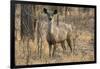 sambar deer (Rusa unicolor), Bandhavgarh National Park, Madhya Pradesh, India, Asia-Sergio Pitamitz-Framed Photographic Print