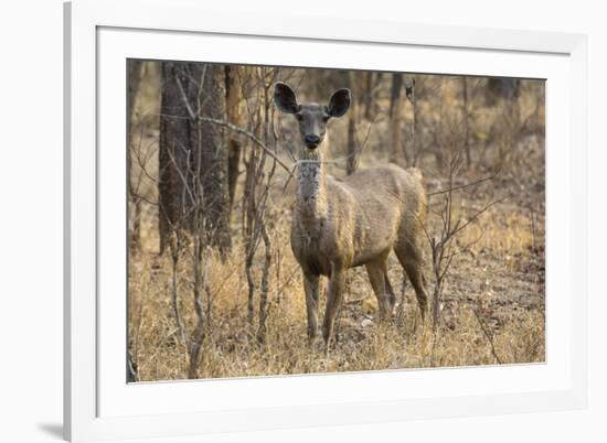 sambar deer (Rusa unicolor), Bandhavgarh National Park, Madhya Pradesh, India, Asia-Sergio Pitamitz-Framed Photographic Print