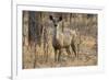 sambar deer (Rusa unicolor), Bandhavgarh National Park, Madhya Pradesh, India, Asia-Sergio Pitamitz-Framed Photographic Print