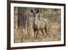 sambar deer (Rusa unicolor), Bandhavgarh National Park, Madhya Pradesh, India, Asia-Sergio Pitamitz-Framed Photographic Print