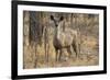 sambar deer (Rusa unicolor), Bandhavgarh National Park, Madhya Pradesh, India, Asia-Sergio Pitamitz-Framed Photographic Print