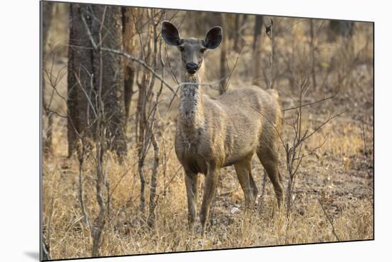 sambar deer (Rusa unicolor), Bandhavgarh National Park, Madhya Pradesh, India, Asia-Sergio Pitamitz-Mounted Photographic Print