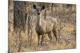 sambar deer (Rusa unicolor), Bandhavgarh National Park, Madhya Pradesh, India, Asia-Sergio Pitamitz-Mounted Photographic Print