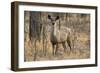 sambar deer (Rusa unicolor), Bandhavgarh National Park, Madhya Pradesh, India, Asia-Sergio Pitamitz-Framed Photographic Print