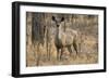 sambar deer (Rusa unicolor), Bandhavgarh National Park, Madhya Pradesh, India, Asia-Sergio Pitamitz-Framed Photographic Print