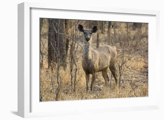 sambar deer (Rusa unicolor), Bandhavgarh National Park, Madhya Pradesh, India, Asia-Sergio Pitamitz-Framed Photographic Print