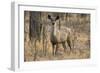 sambar deer (Rusa unicolor), Bandhavgarh National Park, Madhya Pradesh, India, Asia-Sergio Pitamitz-Framed Photographic Print