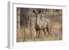 sambar deer (Rusa unicolor), Bandhavgarh National Park, Madhya Pradesh, India, Asia-Sergio Pitamitz-Framed Photographic Print