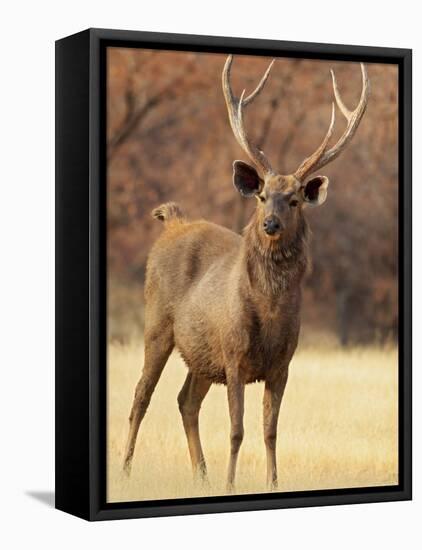 Sambar Stag in Dry Grassland, Ranthambhor National Park, India-Jagdeep Rajput-Framed Stretched Canvas