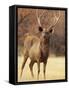 Sambar Stag in Dry Grassland, Ranthambhor National Park, India-Jagdeep Rajput-Framed Stretched Canvas