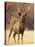 Sambar Stag in Dry Grassland, Ranthambhor National Park, India-Jagdeep Rajput-Stretched Canvas