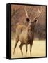 Sambar Stag in Dry Grassland, Ranthambhor National Park, India-Jagdeep Rajput-Framed Stretched Canvas