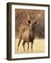 Sambar Stag in Dry Grassland, Ranthambhor National Park, India-Jagdeep Rajput-Framed Photographic Print