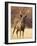 Sambar Stag in Dry Grassland, Ranthambhor National Park, India-Jagdeep Rajput-Framed Photographic Print