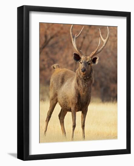 Sambar Stag in Dry Grassland, Ranthambhor National Park, India-Jagdeep Rajput-Framed Photographic Print