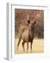 Sambar Stag in Dry Grassland, Ranthambhor National Park, India-Jagdeep Rajput-Framed Photographic Print