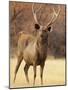 Sambar Stag in Dry Grassland, Ranthambhor National Park, India-Jagdeep Rajput-Mounted Photographic Print